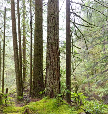 Bulutlu bir günde, bir ormanda kozalaklı ağaç gövdelerine yakın çekim
