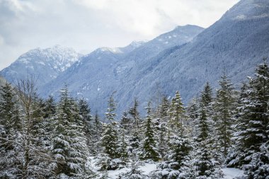 Rocky Dağları 'ndaki karlı kozalaklı orman, Umut-Princeton otobanını Manning Park' a; British Columbia, Kanada