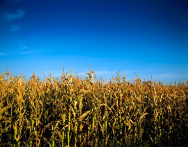 Sonbaharda mavi gökyüzü olan güzel mısır tarlası