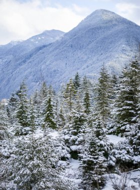 Rocky Dağları 'ndaki karlı kozalaklı orman, Umut-Princeton otobanını Manning Park' a; British Columbia, Kanada