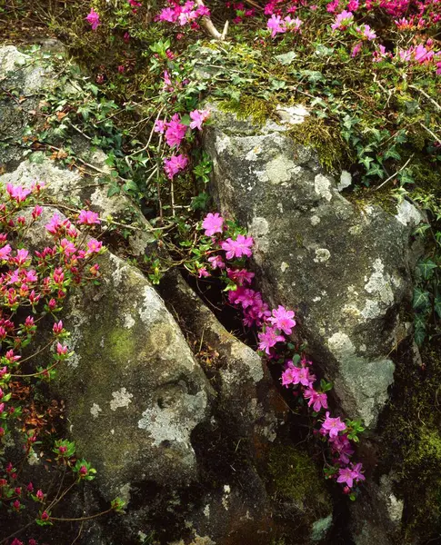 Azalea Ivy Rocks Rowallane Ireland — Stock Photo, Image