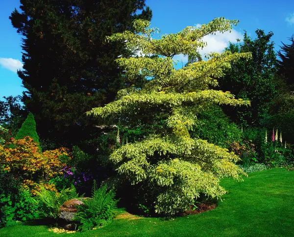 Hethersett, Co Wexford, İrlanda; Cornus Controversa Variegata