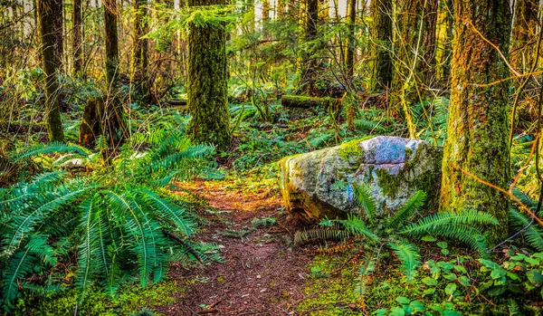 İzleri, eğreltiotları ve yosunları olan Yeşil Timberlar Ormanı; Surrey, British Columbia, Kanada