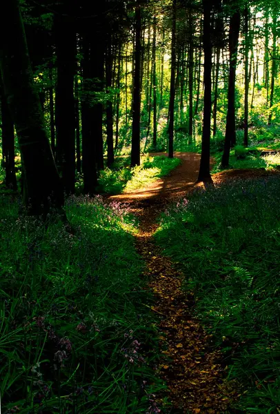 İrlanda, Portglenone Ormanı 'ndaki yol manzarası