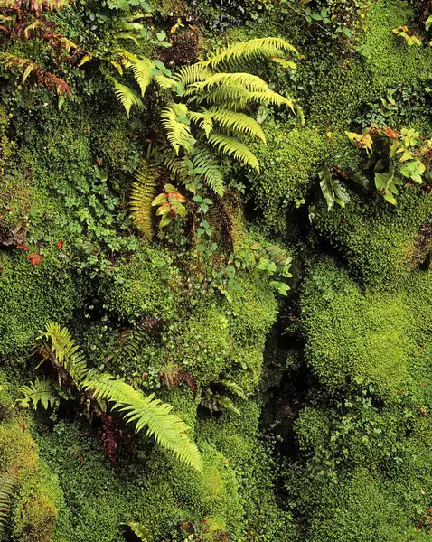 Fern Moss Gorge Japanese Garden Powerscourt Gardens Wicklow Irland — Stockfoto