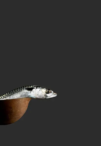 Close Dead Mackerel Fish Sticking Its Head Out Rusty Ladle — ภาพถ่ายสต็อก
