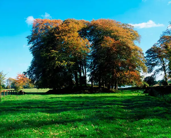 Copaci Fag Din Grădinile Arcadiene Larchill Kildare Irlanda fotografii de stoc fără drepturi de autor