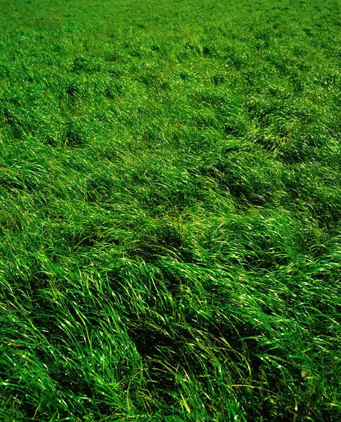 Green Grass Close View Flora Nature Стоковое Фото
