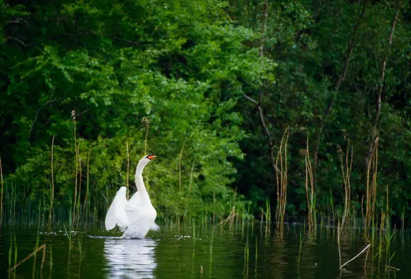 Mute Swan Swimming Edge Lake Fotos De Bancos De Imagens Sem Royalties