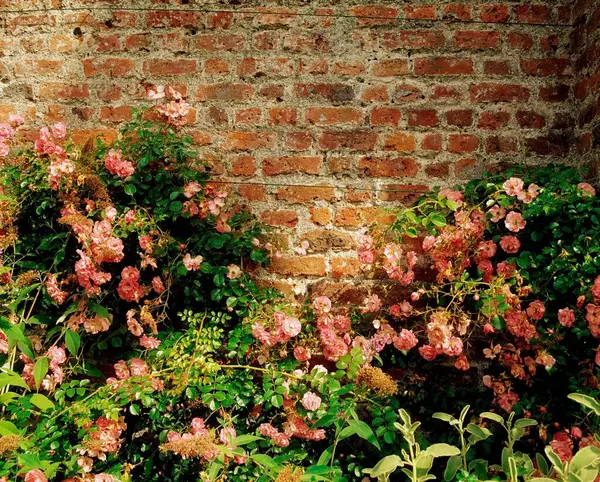 Ardgillan Demesne Balbriggan Dublin Ireland Roses Cliching Walled Garden Лицензионные Стоковые Изображения