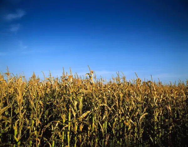 Beautiful Corn Field Blue Sky Autumn Time Лицензионные Стоковые Изображения