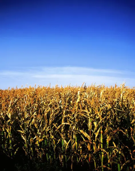 Gyönyörű Kukorica Mező Kék Ősszel Stock Kép