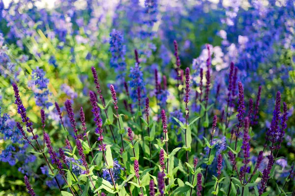 Крупный План Фиолетовых Цветковых Растений Поле Келоуна Британская Колумбия Канада Стоковое Фото