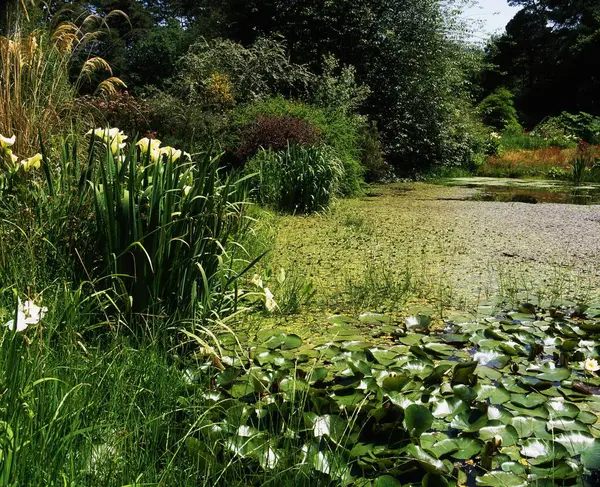 Glenleigh Gardens Tipperary Írország Lily Pond Jogdíjmentes Stock Képek