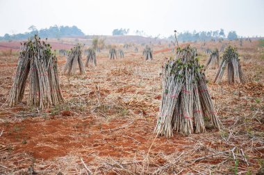 Hazirlanmis topraklara ekilmek üzere hazirlanmis bir demet kasava tohumu..