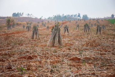 Hazirlanmis topraklara ekilmek üzere hazirlanmis bir demet kasava tohumu..