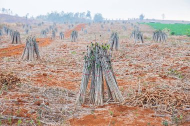 Hazirlanmis topraklara ekilmek üzere hazirlanmis bir demet kasava tohumu..