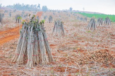 Hazirlanmis topraklara ekilmek üzere hazirlanmis bir demet kasava tohumu..