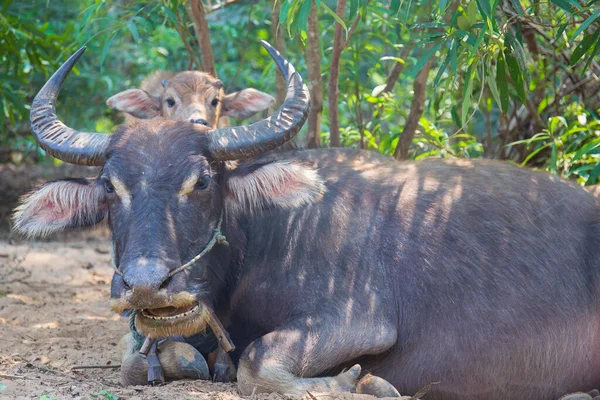 Thailändischer Büffel Schläft Auf Dem Boden — Stockfoto
