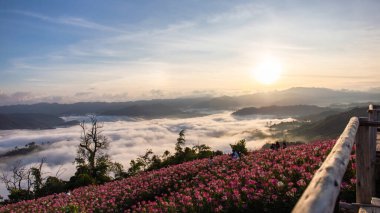 Çiçek bahçesi, gökdelen manzarası, sabah sisi, güzel.