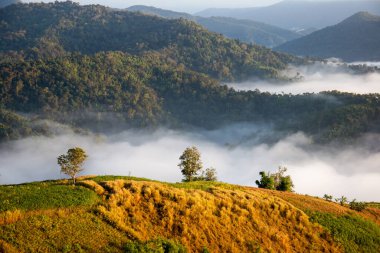 Güzel sisli yüksek bir dağda sabah manzarası.
