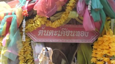 Büyük bir ağaca sarılmış renkli bir kumaş, parkta inançlı, dine inanan, sağlık ve şansa inanan, gerçek amaç büyük ağaçların kesilmesini önlemek için bir stratejiydi.