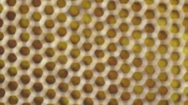 Ağaçta yürüyen turuncu karınca sürüsünün yakın çekimi.