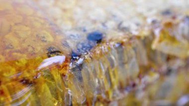 Arı kovanında taze bal.