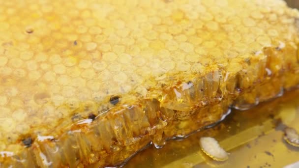 Frischer Honig Auf Dem Bienenstock — Stockvideo