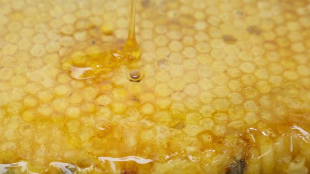 Verse Honing Bijenkorf — Stockvideo