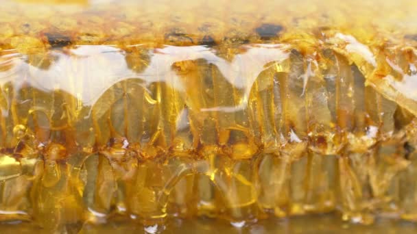 蜜蜂蜂窝上的新鲜蜂蜜 — 图库视频影像
