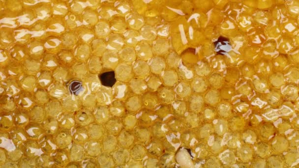 蜜蜂蜂窝上的新鲜蜂蜜 — 图库视频影像
