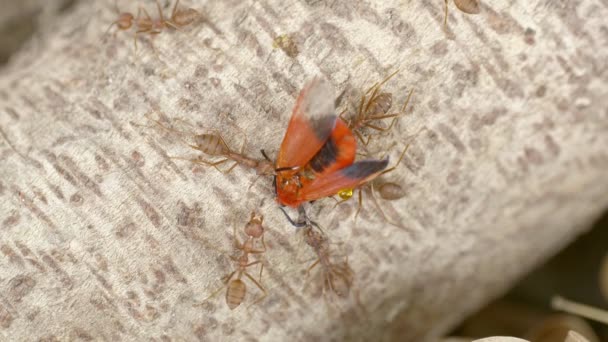 Foto Close Dari Segerombolan Semut Oranye Berkerumun Serangga — Stok Video