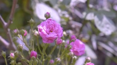 Sabahın geç saatlerinde bahçede güzel pembe güller.