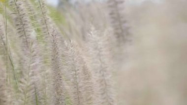Vahşi sazlıklar rüzgarda sallanıyor 4K yüksek çözünürlüklü yavaş çekimde.
