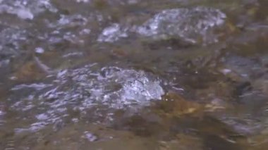 Vahşi dağ nehri taştan kayaların arasından akıyor, akarsu ormanın derinliklerinden akıyor, ağır çekim.