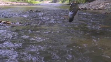 Vahşi dağ nehri taştan kayaların arasından akıyor, akarsu ormanın derinliklerinden akıyor, ağır çekim.
