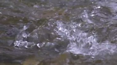 Vahşi dağ nehri taştan kayaların arasından akıyor, akarsu ormanın derinliklerinden akıyor, ağır çekim.