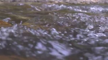 Vahşi dağ nehri taştan kayaların arasından akıyor, akarsu ormanın derinliklerinden akıyor, ağır çekim.