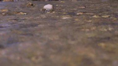 Vahşi dağ nehri taştan kayaların arasından akıyor, akarsu ormanın derinliklerinden akıyor, ağır çekim.