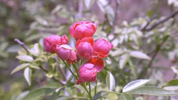 Όμορφα Ροζ Τριαντάφυλλα Στον Κήπο Αργά Πρωί — Αρχείο Βίντεο