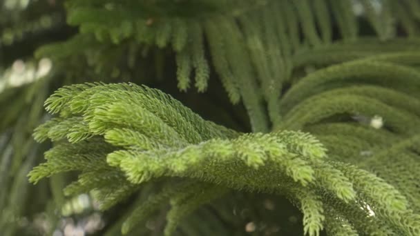 Zelená Borovice Přirozeně Kymácí — Stock video