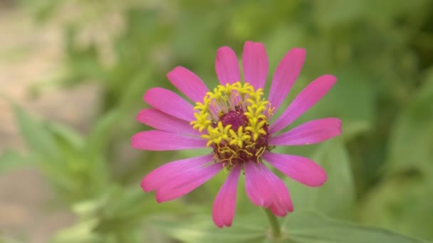Güzel Mor Kozmos Çiçeği Sabah — Stok video