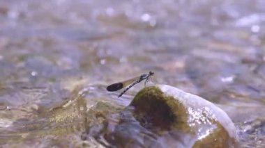 Yusufçuk doğal bir derede bir dala tünemiş..