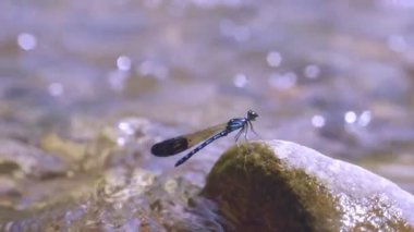 Yusufçuk doğal bir derede bir dala tünemiş..