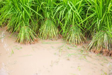 Çeltik tarlalarında yeşil pirinç fideleri ekilecek araziye ayrı ayrı ekilecek hazırlıklar için..
