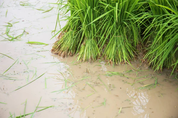 植えるプロットに別々に植える準備のためのパディフィールドの緑の米の苗 ストック画像