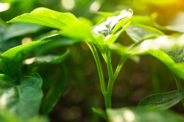 Ayrı ekimler için toprak dolu plastik tepsilerde acı biber tohumları ekiyorum..