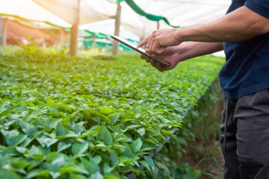 Çiftlikteki sebze fidelerini inceleyen ve not alan erkek araştırmacı konsepti.