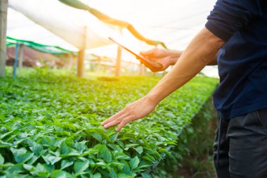 Kavramsal araştırmacılar çiftlikteki sebze fidelerini inceliyor ve notlar alıyorlar..